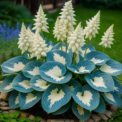 Multicolour Hosta Seeds - 200g